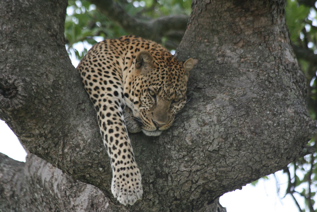 MASAI MARA IV - MEMORIAS DE KENIA 14 días de Safari (37)