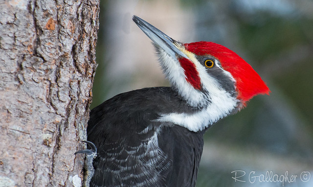 Pileated woodpecker | Flickr - Photo Sharing!