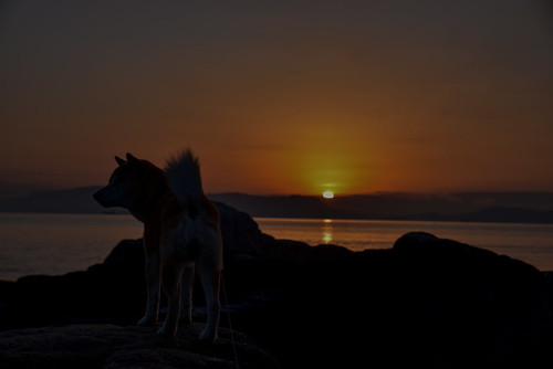 morning sunrise landscape shibainu choco 風景 瀬戸内海 日の出 柴犬 landscapephotography チョコ 風景写真 thesetoinlandsea 2015年2月