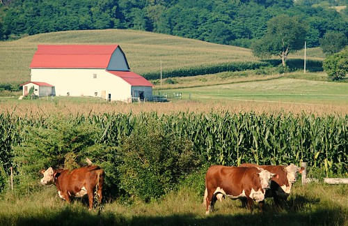 farm cows corn barn hill wisconsin wi midwest bloomcity summer
