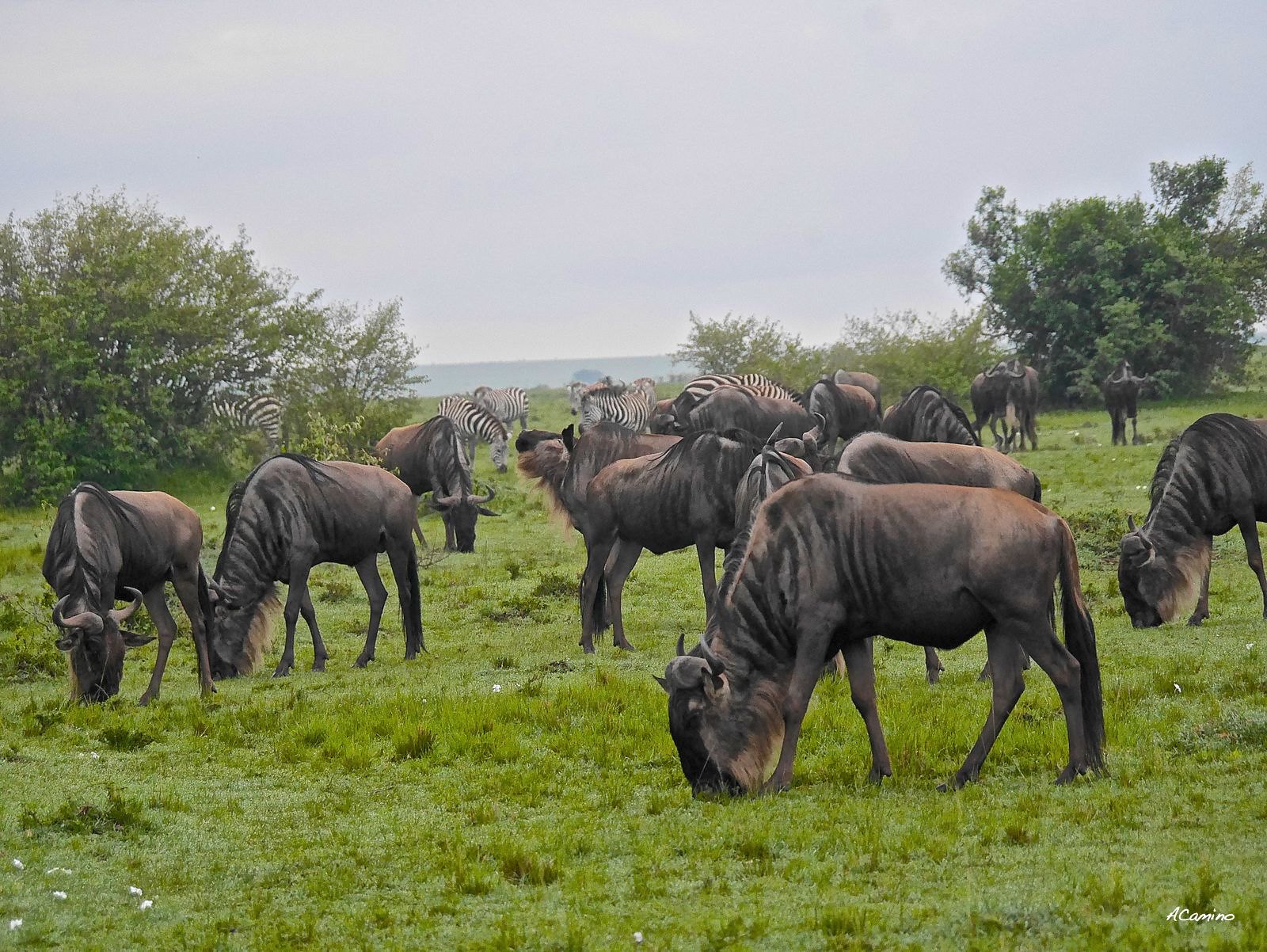 12 días de Safari en Kenia: Jambo bwana - Blogs de Kenia - Excursion a pie por el rio Mara y visita a los Masais (4)