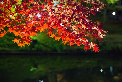 kyoto Red leaves 高台寺の炎