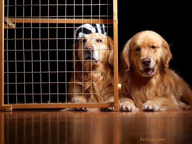 Jail Bird Dogs