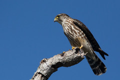 Falconiformes


-Falconidae: Falcons