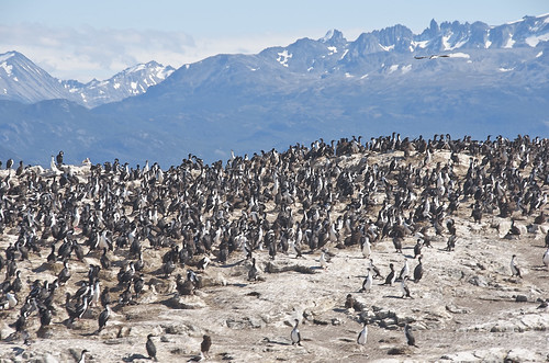 【写真】2015 世界一周 : ビーグル水道（ペンギン生息地まで）/2015-01-24/PICT8743