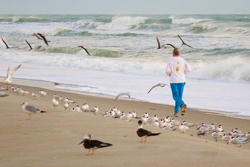 ocean beach sunrise dawn surf florida seagull jogging jog jogger indialantic