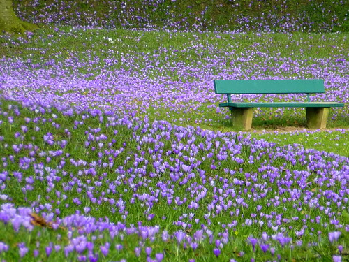 flower germany bench bank crocus lila explore blume schlosspark krokus schleswigholstein husum