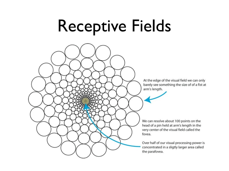 Receptive Fields