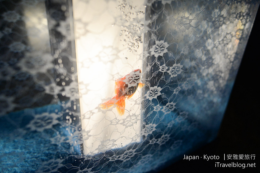 京都 二条城 金鱼之舞 13