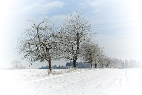 schnee trees winter white snow landscape bayern bavaria kati bäume winterlandschaft 2015 weis nikon1v1