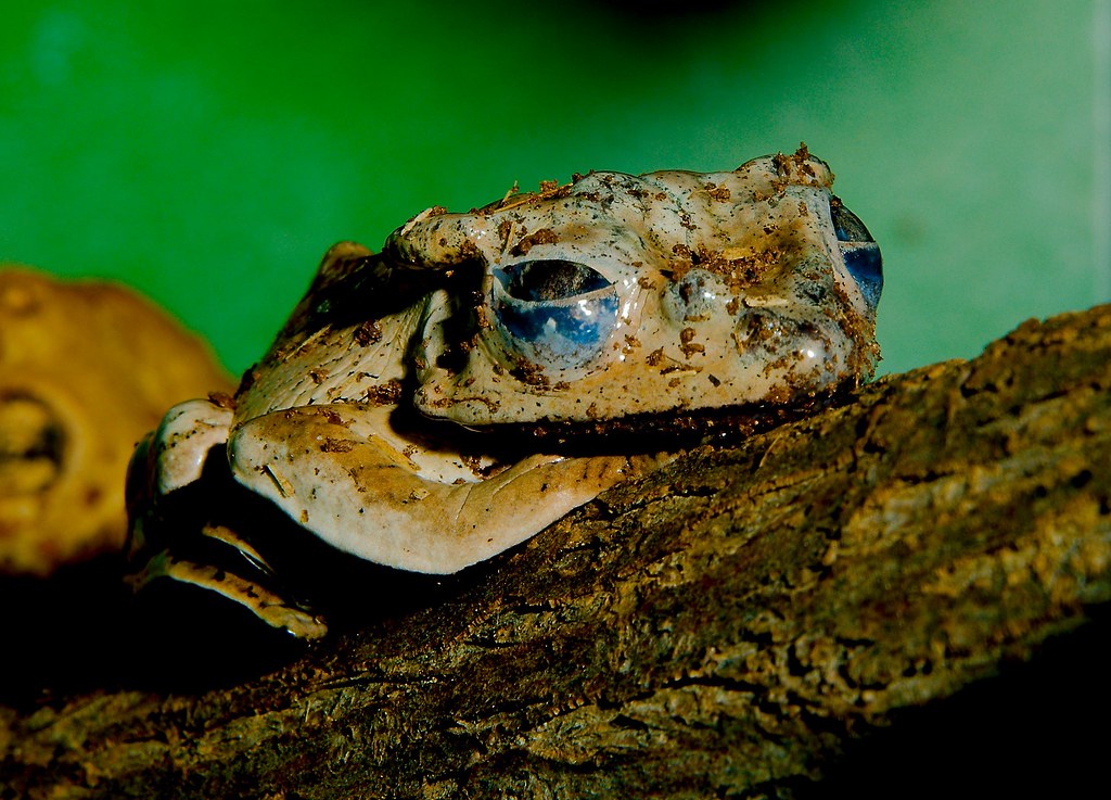 Borneo eared frog (Polypedates otilophus)_1