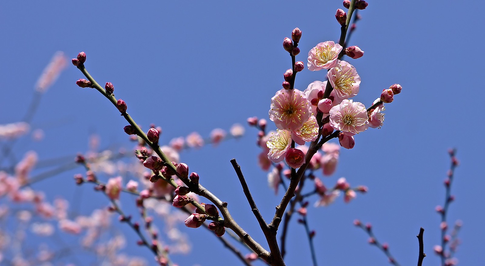 Yushima Tenjin Ume Blossoms