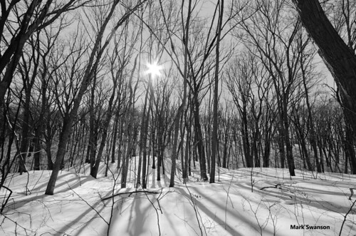 trees winter bw white snow black nature monochrome forest landscape nikon michigan wide sigma 1020mm ansel d5100