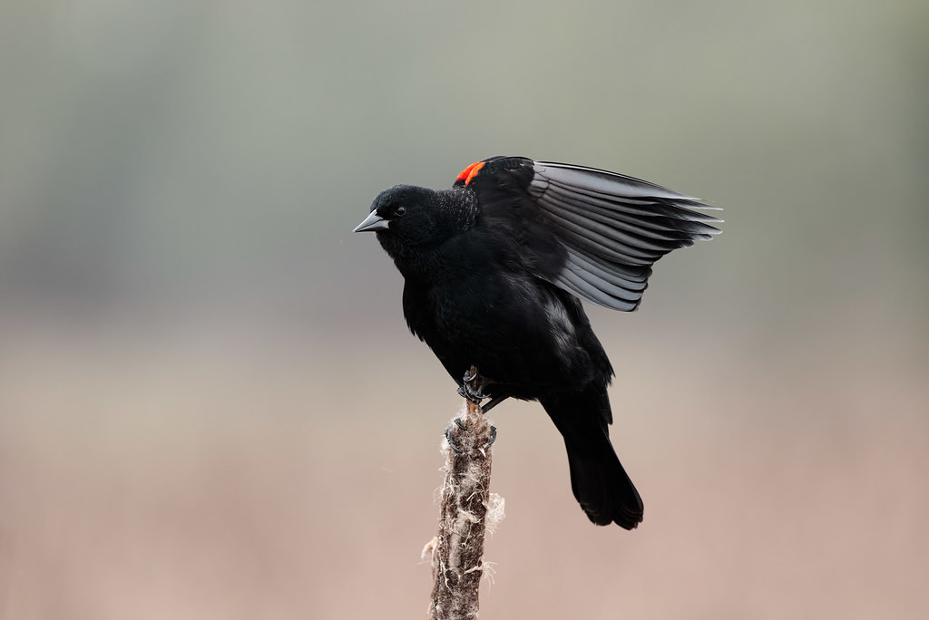 A male red-winged blackbird stretches while sitting atop a cattail