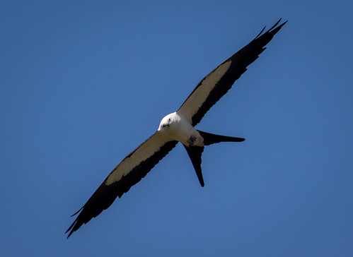 birds kites swallowtailkites sc southcarolina