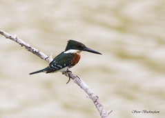 Coraciiformes


-Kingfishers, Rollers, Bee-eaters, Motmots, Todies
