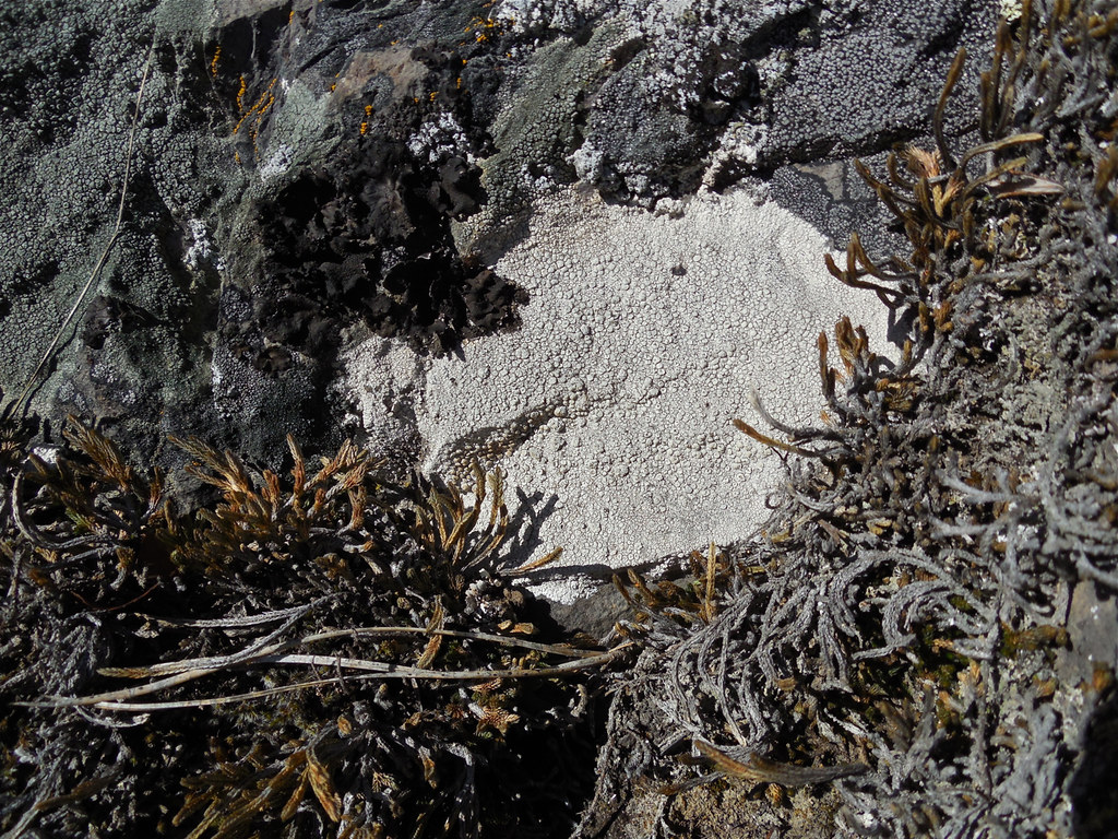 Unidentified lichen