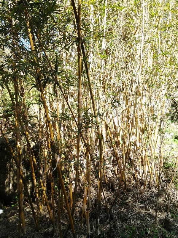 5973神奇多樣的竹類
