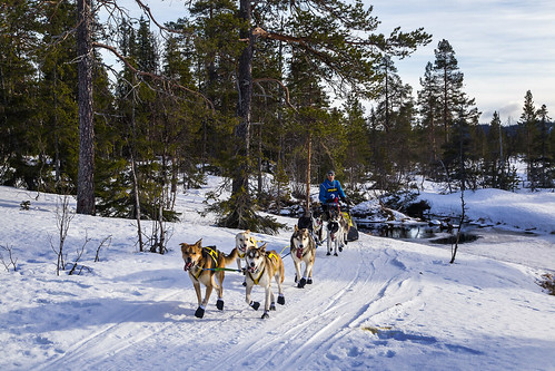 winter snow competition sleddog dogsled longdistance dograce stromsund hotagensnaturreservat hotagensnaturreserveamundsenracejämtlandslänsverigeevamartensson