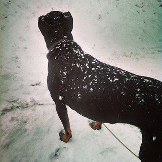 Lola cried when she saw the #snow Not sure if that's good or bad... #dogstagram #instadog #dobermanmix #seniordog #newengland #rescued #dobiemix #firstsnow #winteriscoming