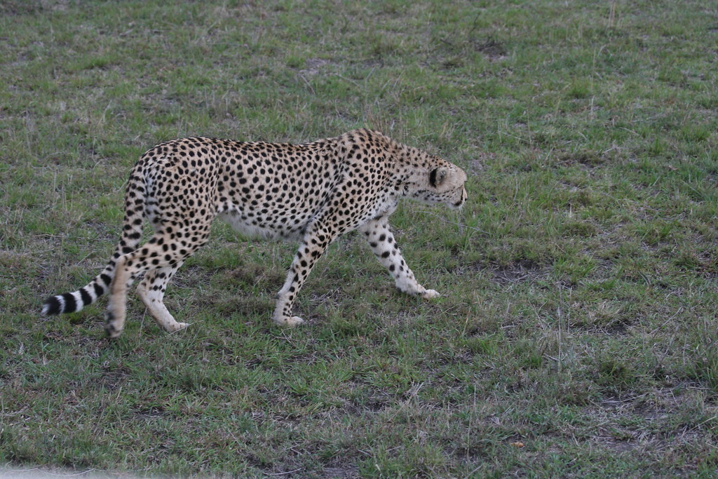 MEMORIAS DE KENIA 14 días de Safari - Blogs de Kenia - MASAI MARA I (24)