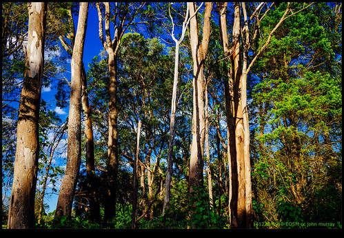 trees australia newsouthwales 2014 glenbrook