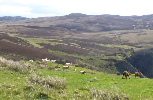 island scotland farming goats isleofislay argyllandbute worldtrekker oapeninsula