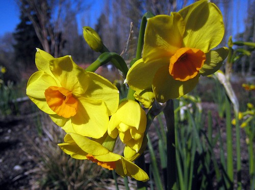 Cheery daffodils