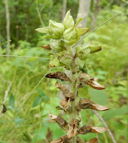 wisconsin canadian wildflower canadensis pedicularis woodbetony lousewort