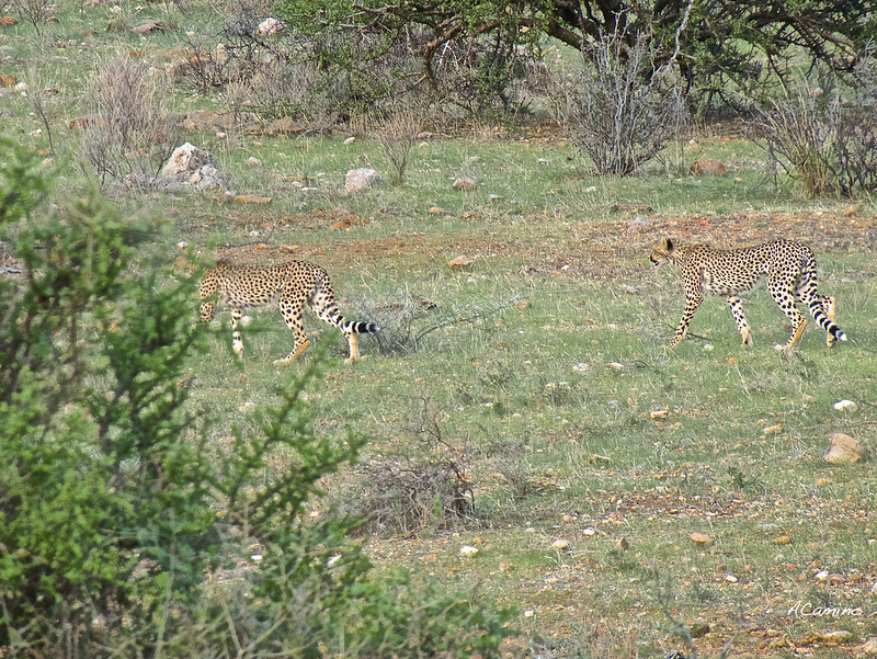 Safari en Samburu: Jirafas, Elefantes, Leones, Guepardos y muchísimos pájaros - 12 días de Safari en Kenia: Jambo bwana (84)