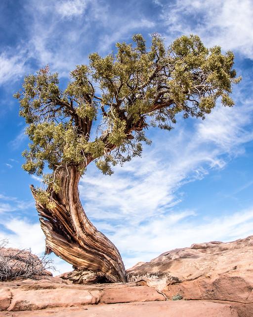 Tree near Moab, Utah