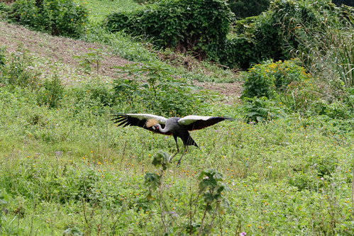 birds uganda uga westernregion