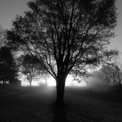 autumn trees light blackandwhite bw sunlight mist monochrome silhouette misty fog sunrise square landscape blackwhite nikon frost branches foggy d5000 noahbw