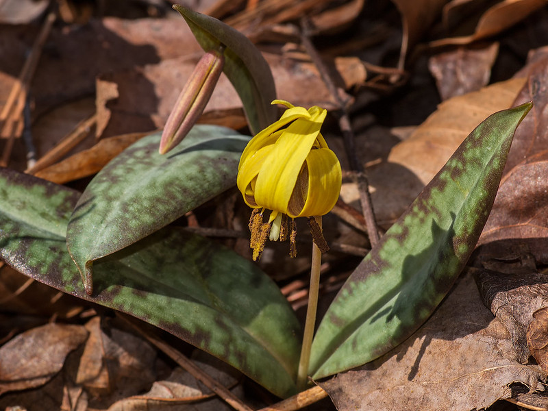 Dimpled Trout lily