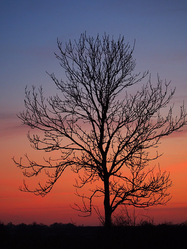 sunset orange tree silhouette lincolnshire wolds