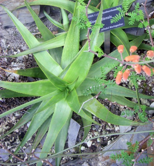 Aloe ibitiensis 16605449586_9da0bdbfae_o