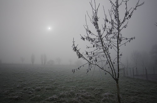 morning tree fog landscape soleil pentax 49 paysage arbre brouillard matin aficionados maineetloire sigma1020 justpentax lemesnilenvallée k5ii