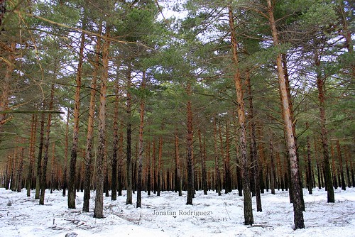 wood winter españa snow tree green leaves forest landscape hojas spain europa europe nieve paisaje bosque árbol february león febrero 2015 bosquenevado snowyforest