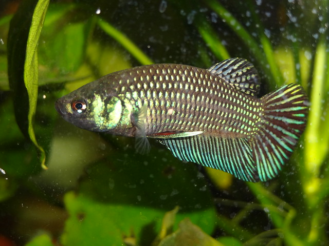 Article of the Month MARCH 2015 : Betta mahachaiensis - Page 2 16552544039_46d5d466fe_z