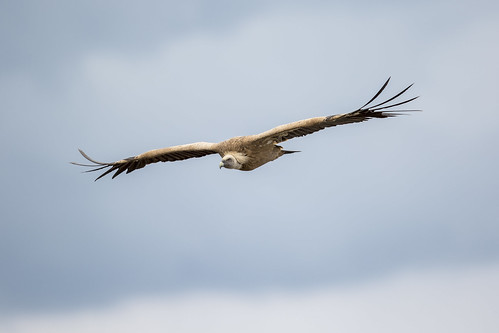 del canon natural vulture lobos parc roi griffon