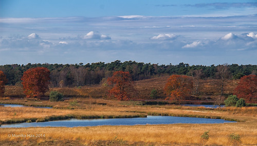 landscape nederland landschaft limburg niederlande dehamert wellerlooi heidelandschaft maasduinen eos100d nationaalparkdemaasduinen oktober2014
