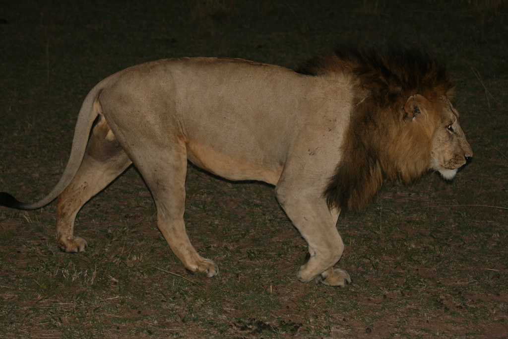 MASAI MARA I - MEMORIAS DE KENIA 14 días de Safari (28)
