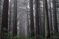 Redwoods and Fog