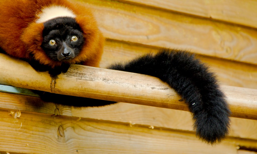 Red Ruffed Lemur (Varecia rubra)_9