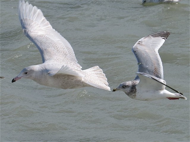 Glaucous Gull (1st Cycle) at North Point Marina in Lake County, IL 06