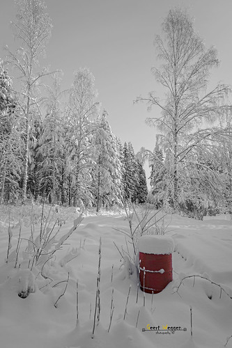 wood winter snow plant tree abandoned nature grass pine forest landscape barrel trunk birch geert weggen ilobsterit hardeko