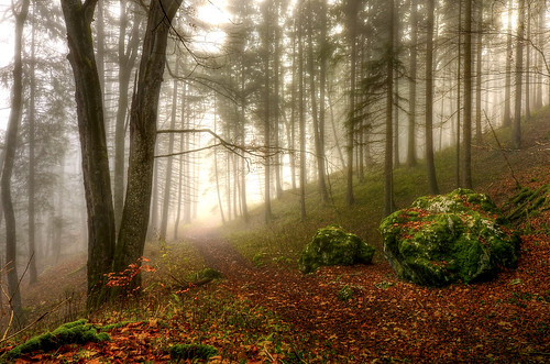 autumn trees mist tree nature stone forest nebel stones herbst natur alb wald