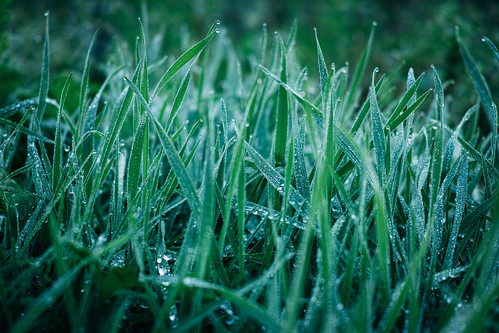 green grass sigma waterdrops merrill dp2