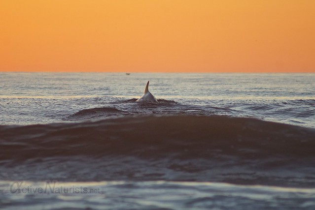 dolphins 0004 Blacks Beach, California, USA