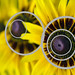 Yellow flower circle